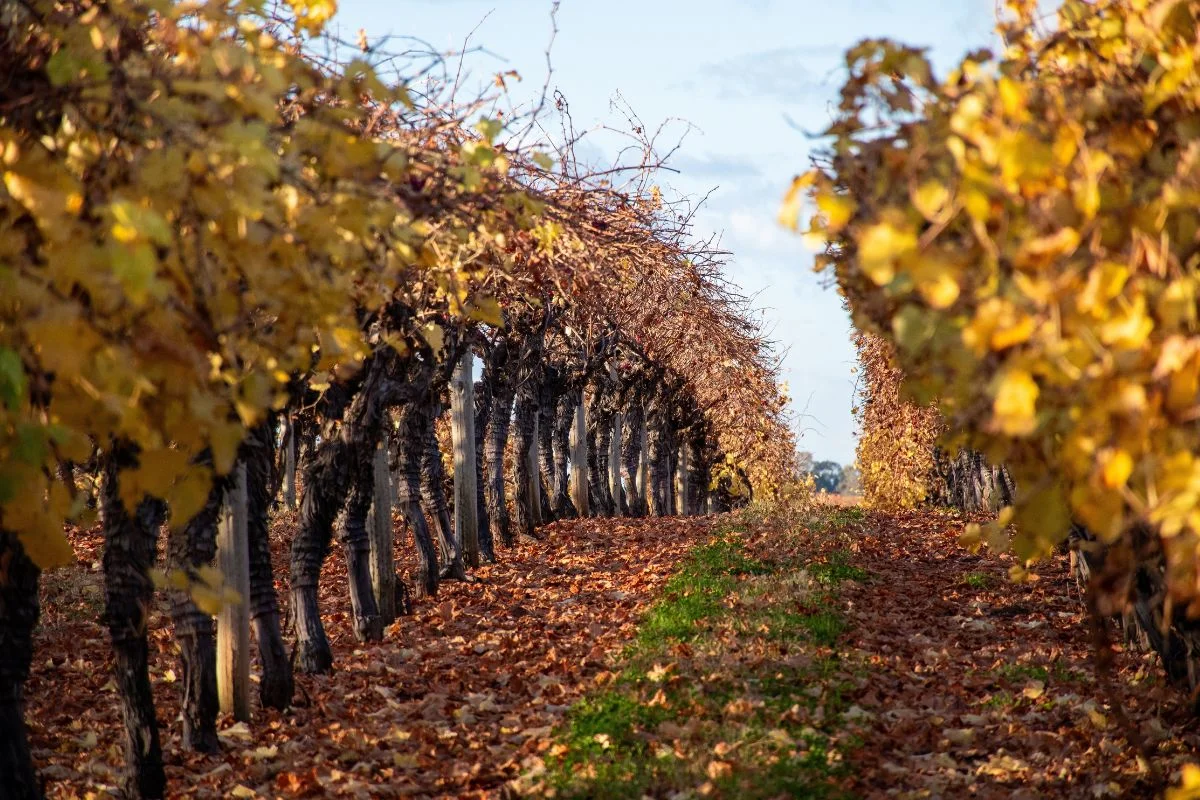 Autumn in vines